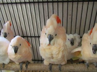 babies talking cockatoo parrot for 200€
