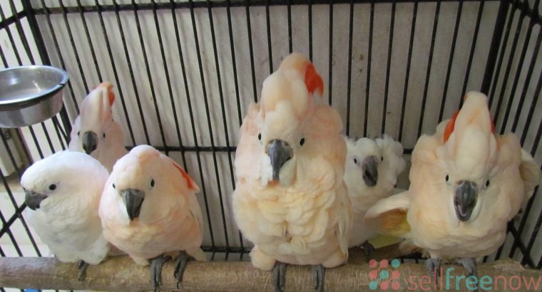 babies talking cockatoo parrot for 200€