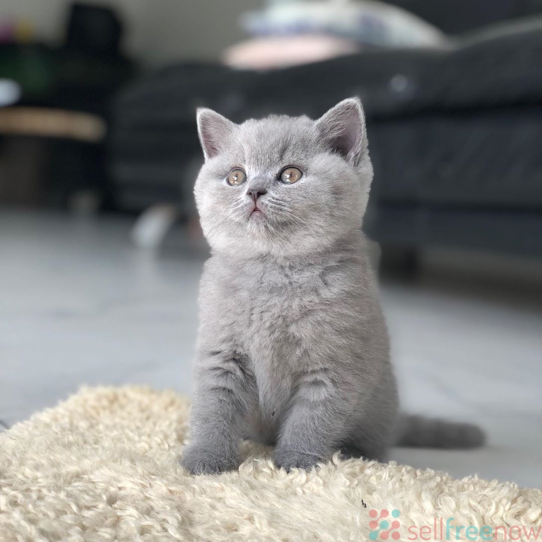 British shorthair for sale near me » Free classified ads | Post Free Ads | Cars, Real Estate ...