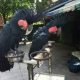 Black palm cockatoos Available