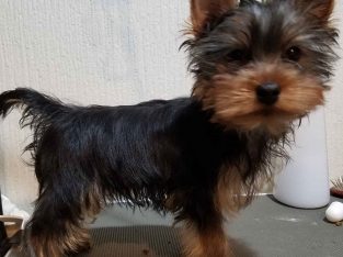 Beautiful Yorkshire Terrier puppies for sale