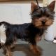 Beautiful Yorkshire Terrier puppies for sale