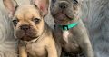 French Bulldogs puppies available for adoption