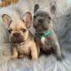 French Bulldogs puppies available for adoption