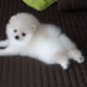 two charming POmeranian puppies available for sale