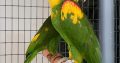Beautiful male and female Amazon parrots available