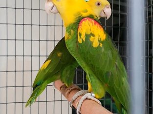Beautiful male and female Amazon parrots available