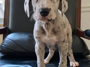Great Dane Puppies For Adoption