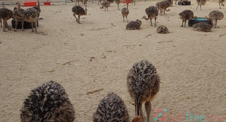 ostrich chicks and eggs available