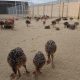 ostrich chicks and eggs available