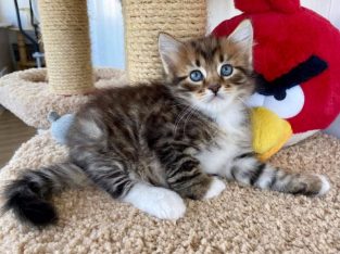 Adorable Siberian kittens both male and female ava