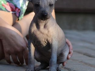 STANDARD XOLOITCUINTLI /MEXICAN DOG PUPPIES AND DO