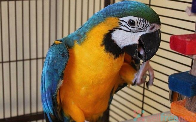Re-home beautiful blue and gold macaw parrot