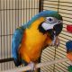 Re-home beautiful blue and gold macaw parrot