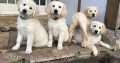 Quality Golden retriever Puppies for sale