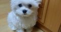 Awesome Teacup Maltese Puppies available for adopt