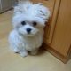 Awesome Teacup Maltese Puppies available for adopt