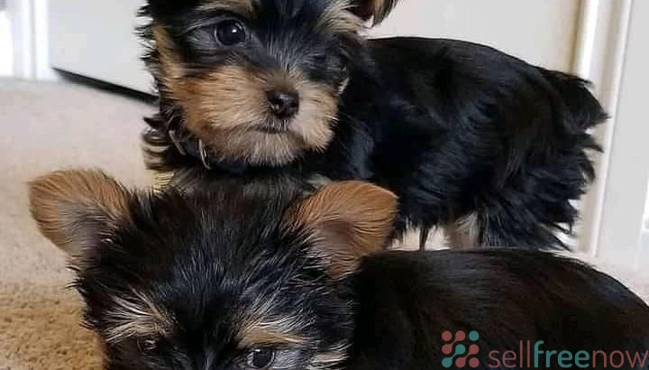 sweet Yorkie puppies ready for their new homes