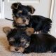 sweet Yorkie puppies ready for their new homes