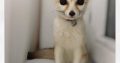 Young Fennec fox for sale