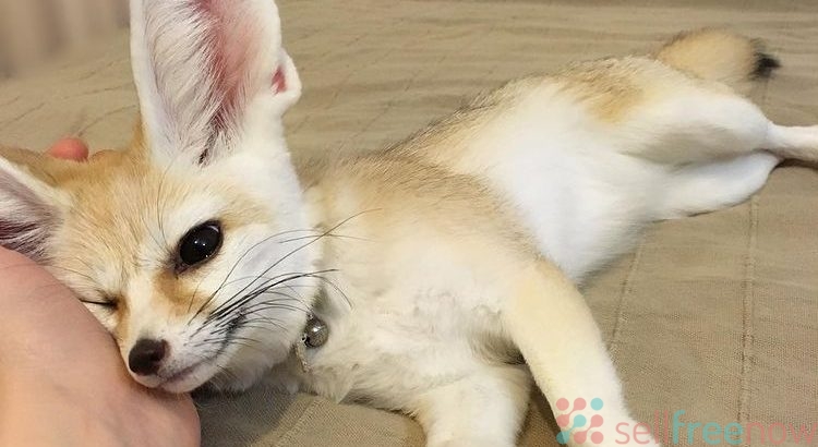 Young Fennec fox for sale