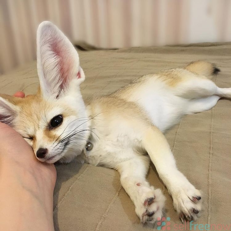 Young Fennec fox for sale » Free classified ads | Post Free Ads | Cars