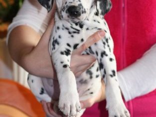 Beautiful Dalmatian Puppies available for sale