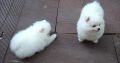 Charming teacup Pomeranian Puppies available
