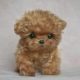 Toy Poodle Puppies for adoption