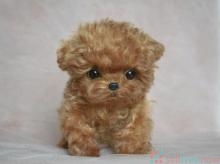 Toy Poodle Puppies for adoption