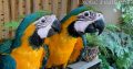 Hand Reared Blue & Gold Macaws For Sale